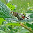 Mouche scorpion mâle