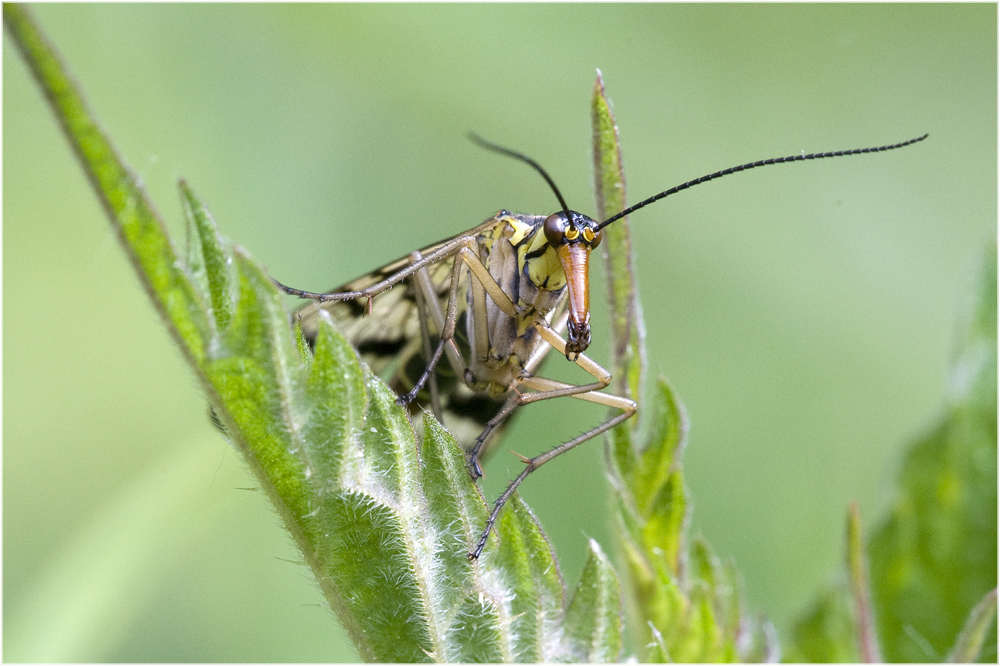 Mouche scorpion (Panorpa communis femelle)