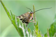 Mouche scorpion (Panorpa communis femelle)