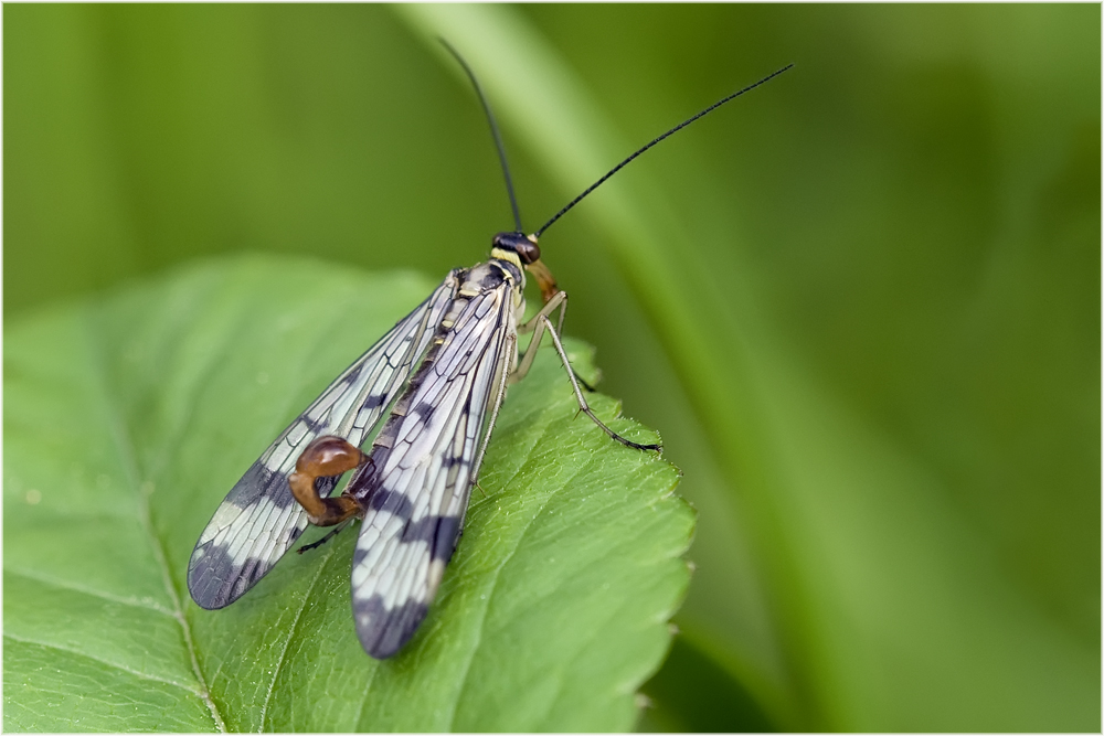 Mouche scorpion (Panorpa communis mâle )