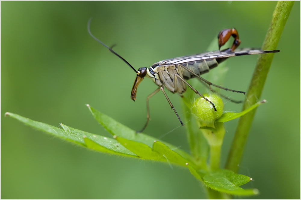 Mouche scorpion (Panorpa communis mâle )