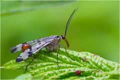 Mouche scorpion (Panorpa communis mâle)