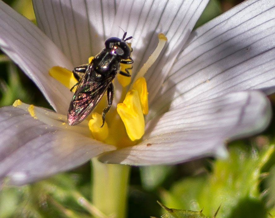 mouche soldat noire sur colchique alpin