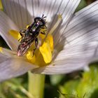 mouche soldat noire sur colchique alpin