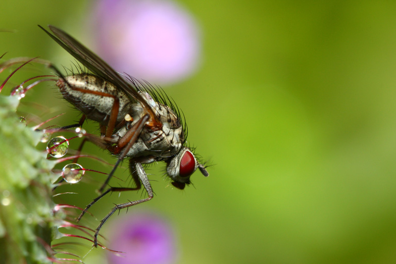 Mouche sur coquelicot