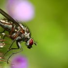 Mouche sur coquelicot