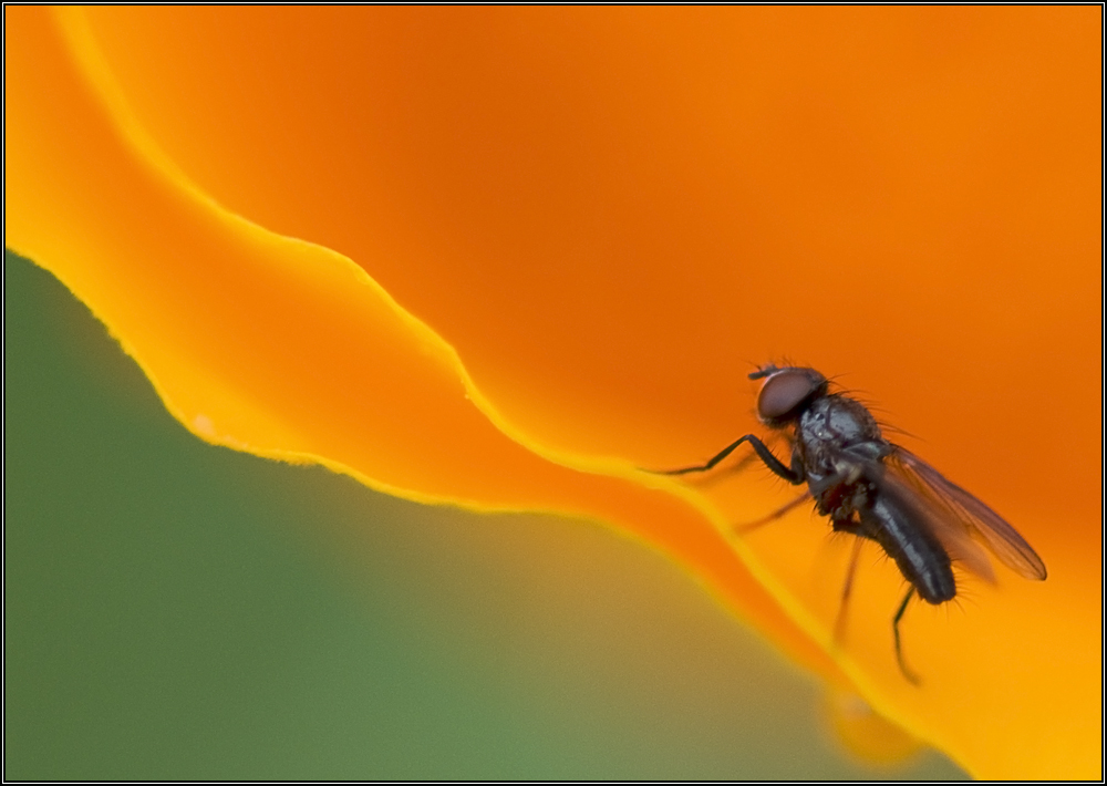 Mouche sur fond bicolore