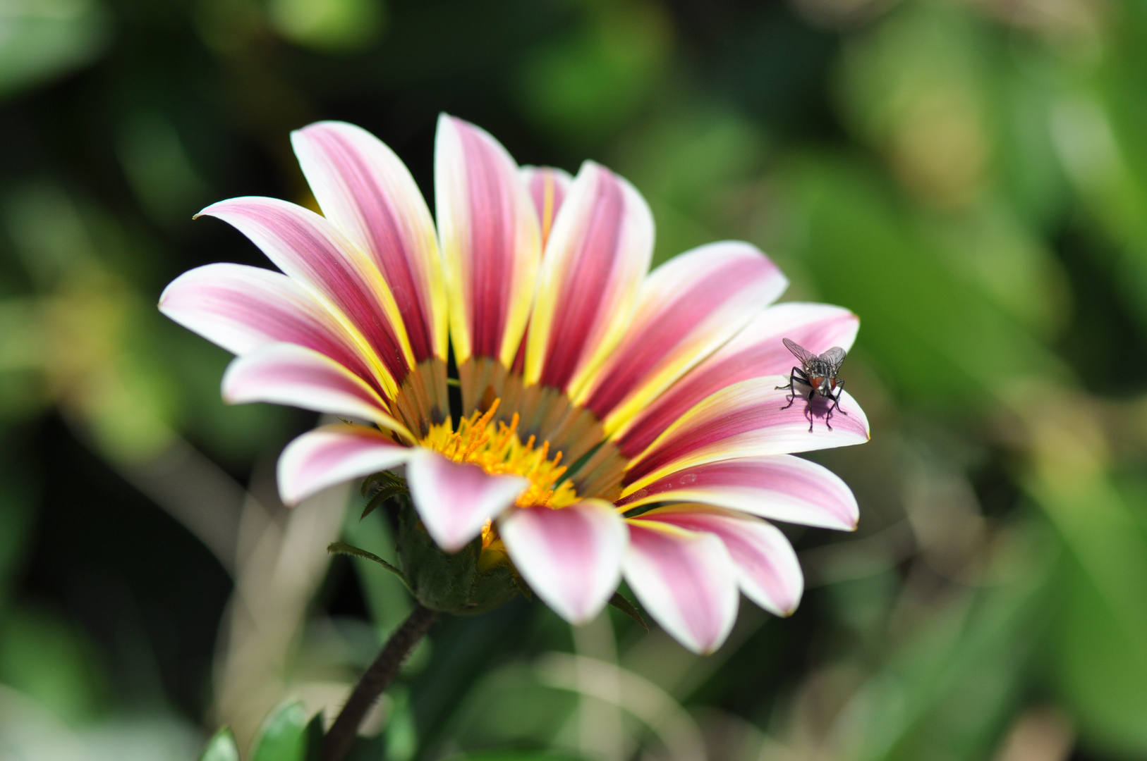 Mouche sur gazania