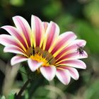 Mouche sur gazania