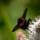 mouche sur menthe spitaca - Drôme