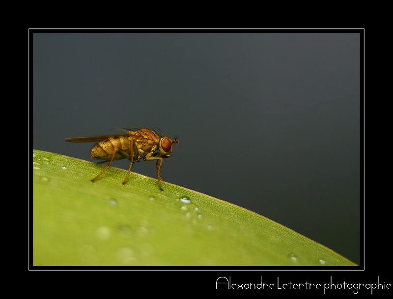 mouche sur monochrome