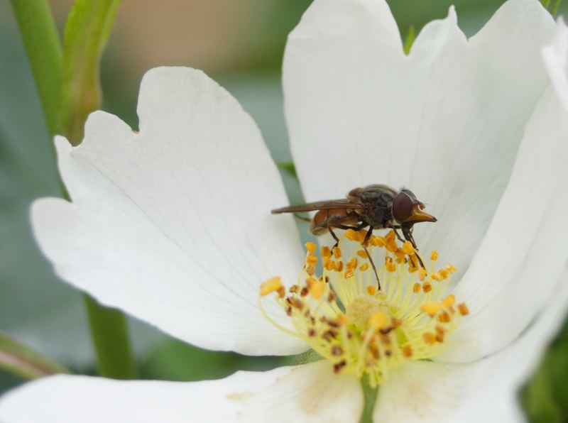 mouche sur une fleur