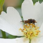 mouche sur une fleur