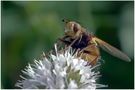 Mouche Tachina fera (3) de Vandebeulque Eugène 