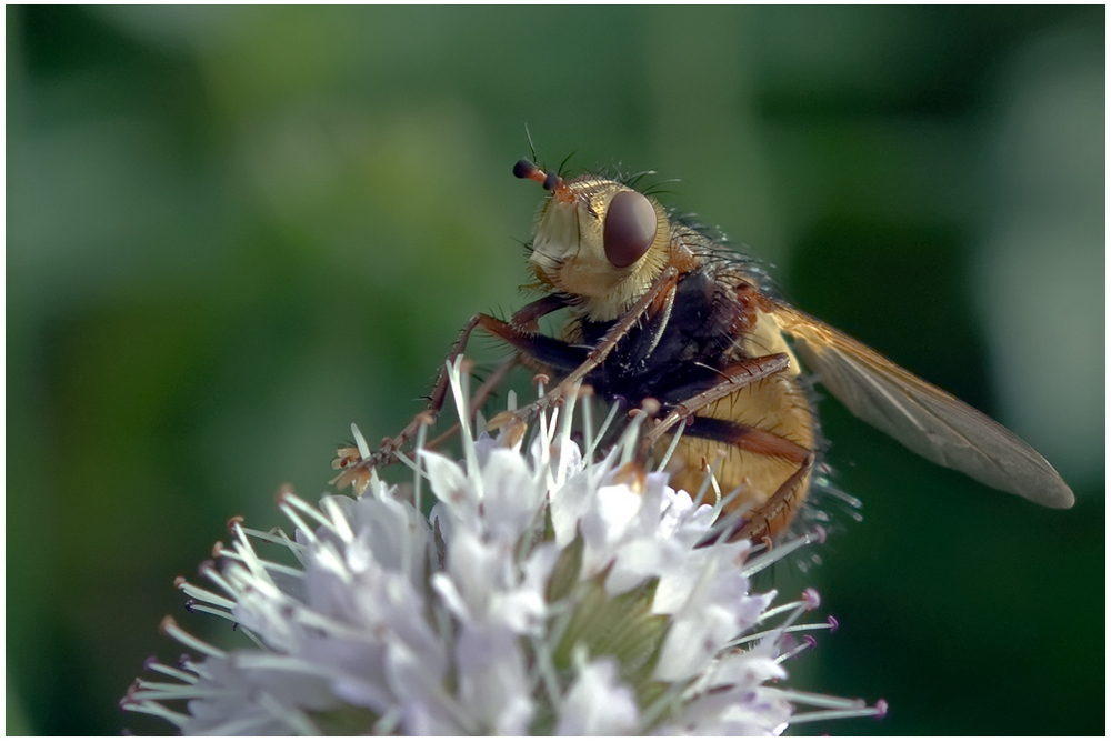 Mouche Tachina fera (3)