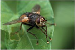 Mouche Tachina fera