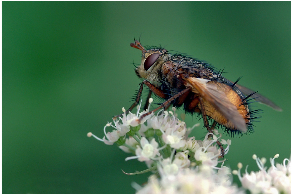 Mouche Tachina sp.