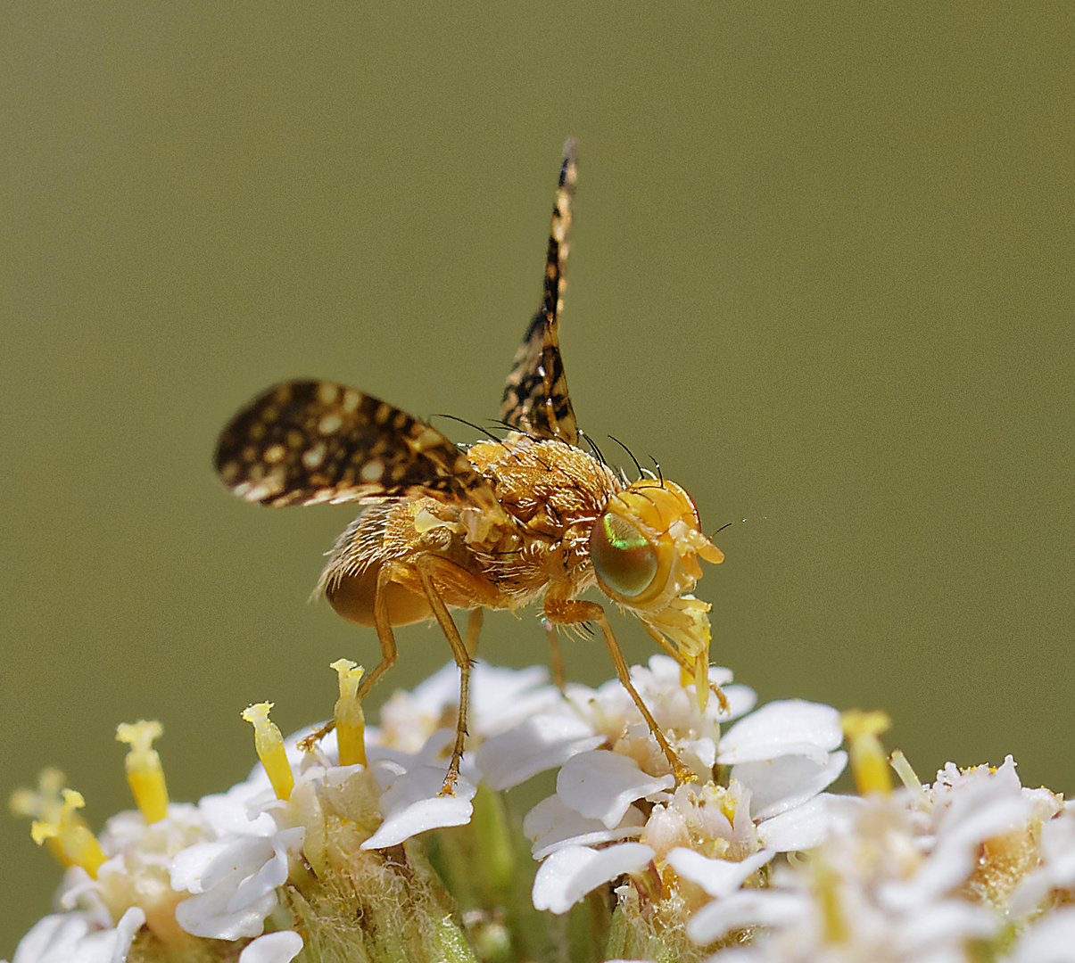 Mouche tephritis.