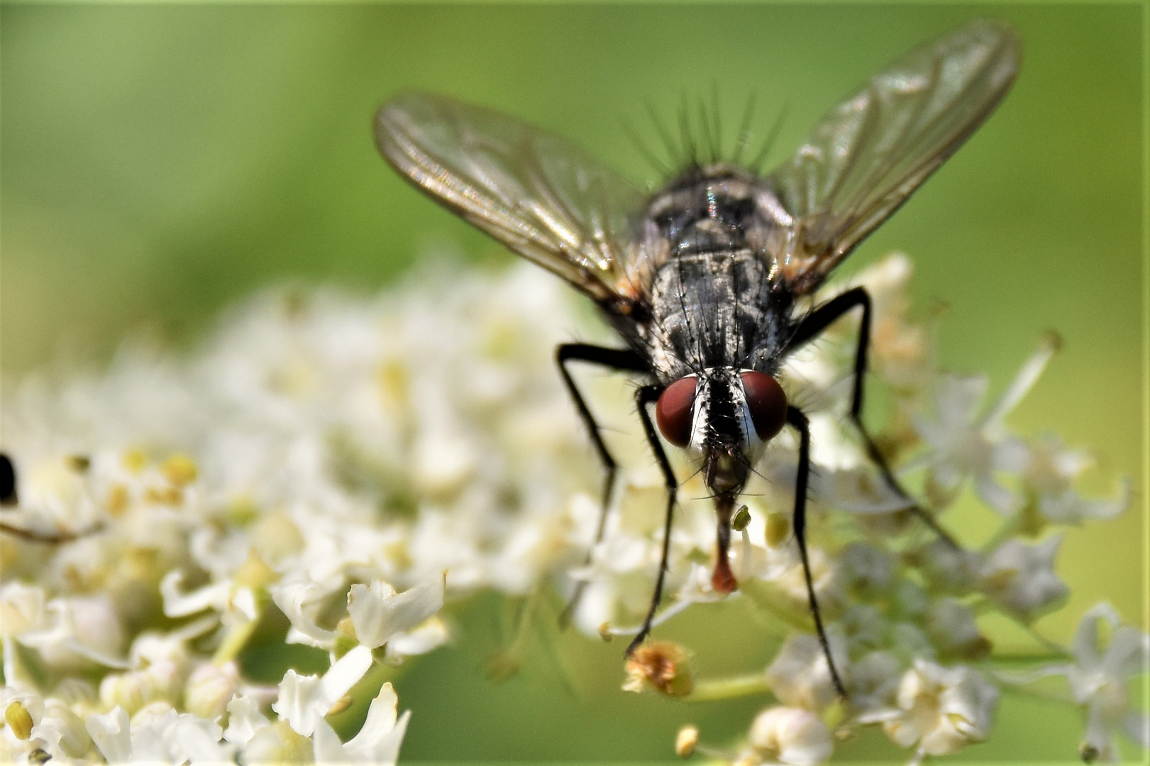 mouche velue, hairy fly