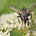 mouche velue, hairy fly