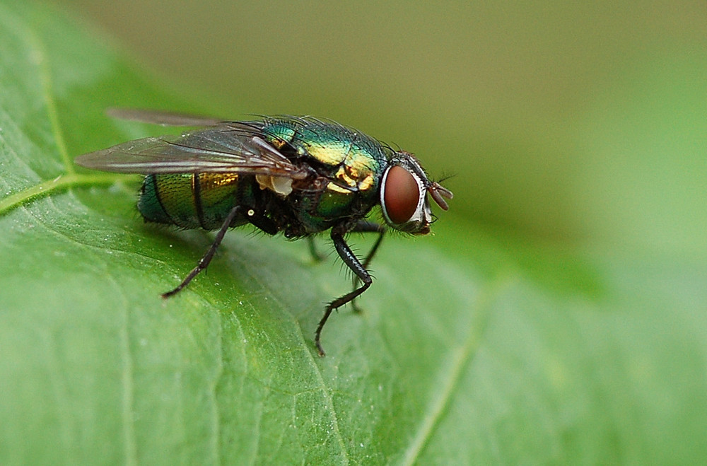 Mouche verte.