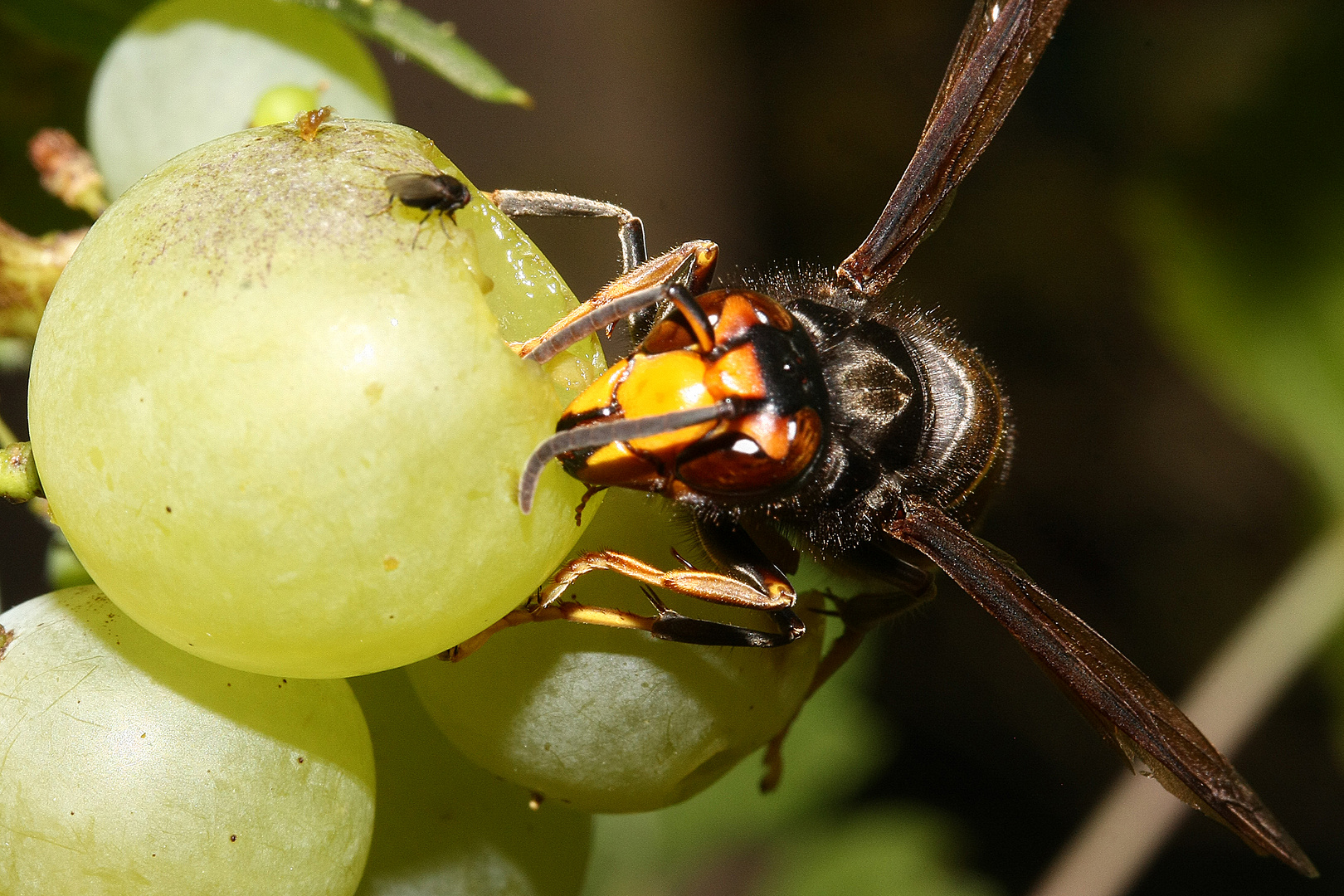 mouche vs frelon