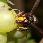 mouche vs frelon