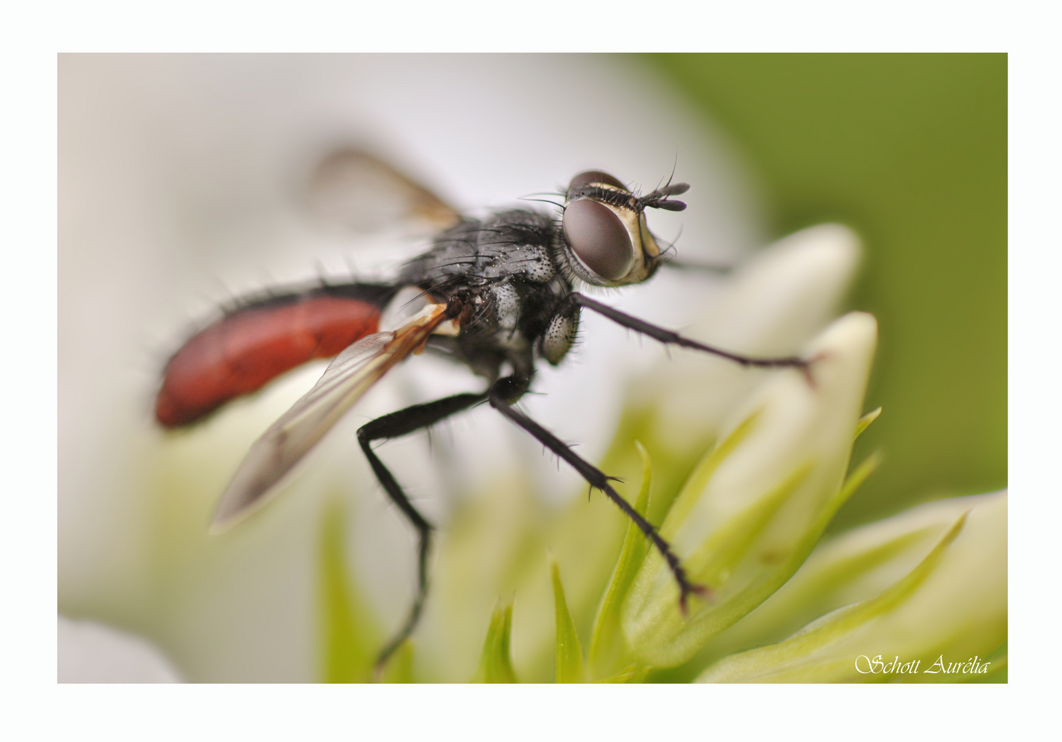 Mouche.......oui, mais laquelle ?