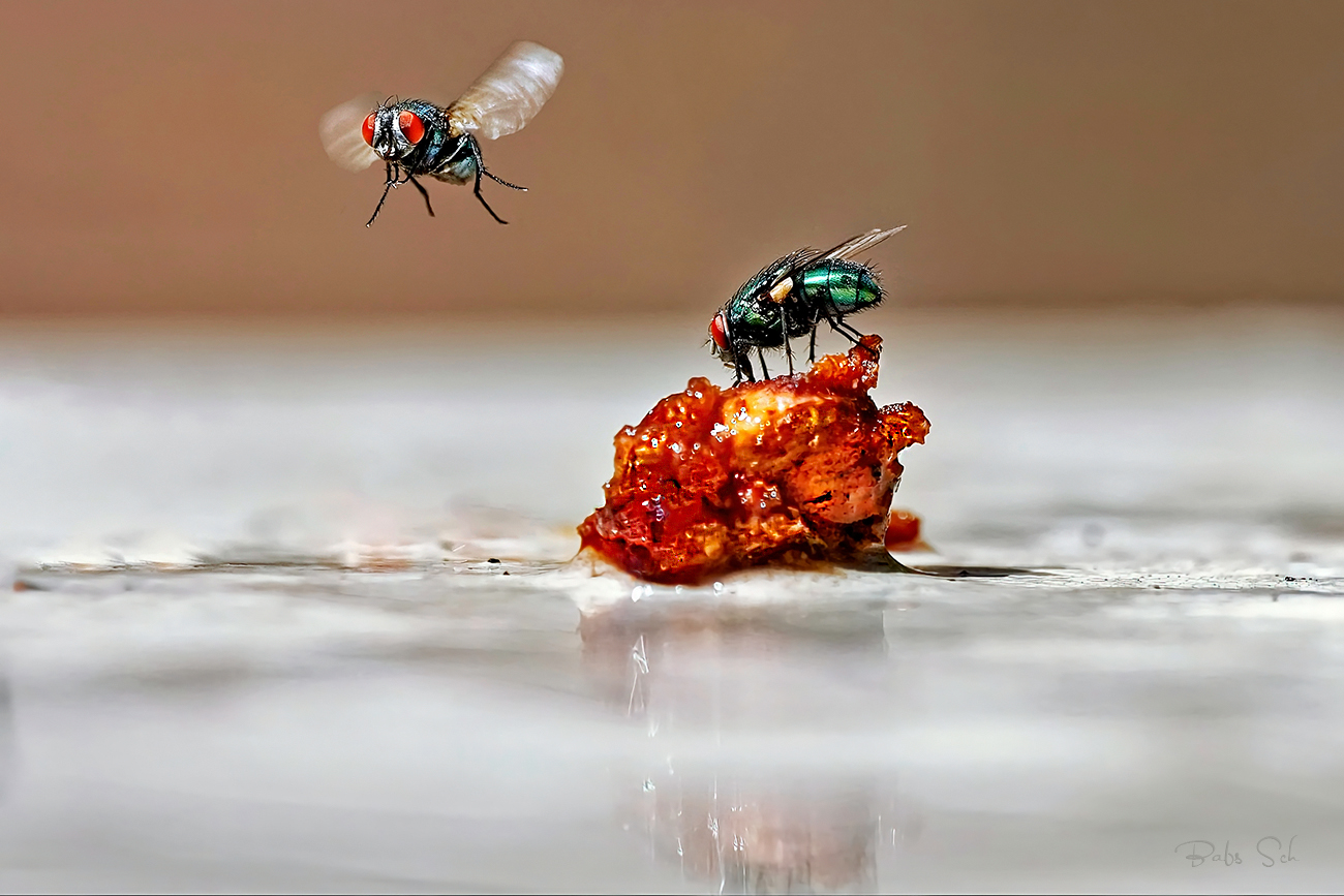 Mouches à viande ...