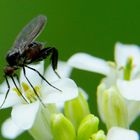 mouchette sur fleurette