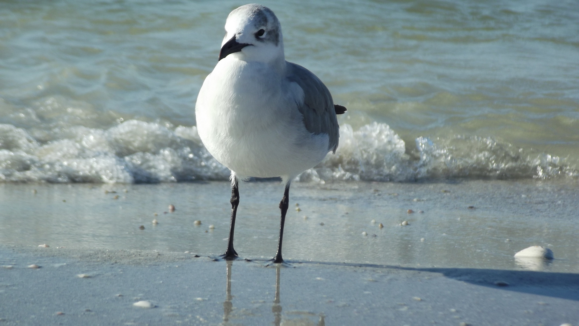 mouette