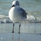 mouette