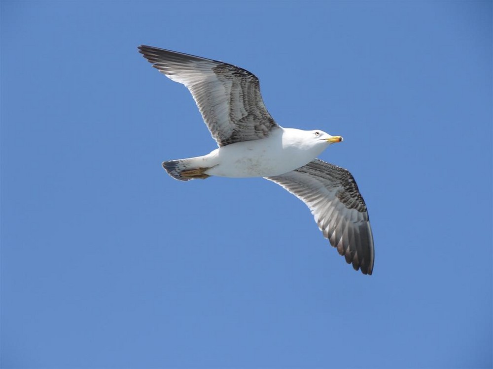 Mouette