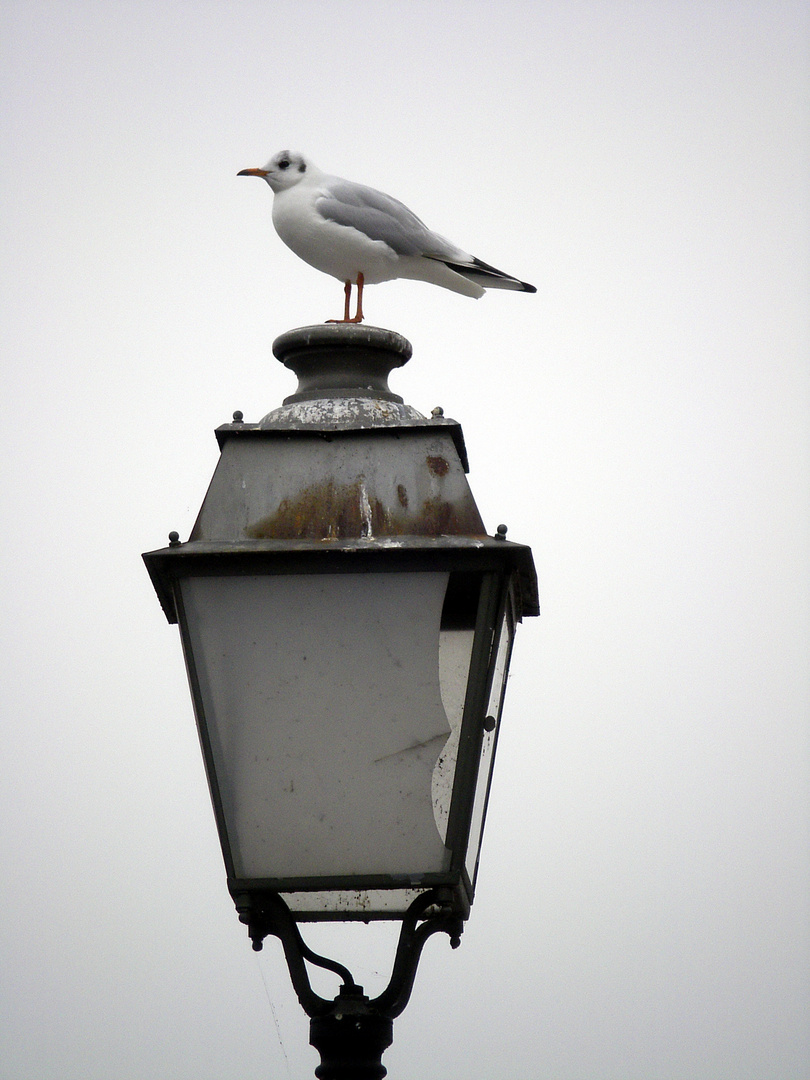 Mouette