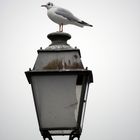 Mouette