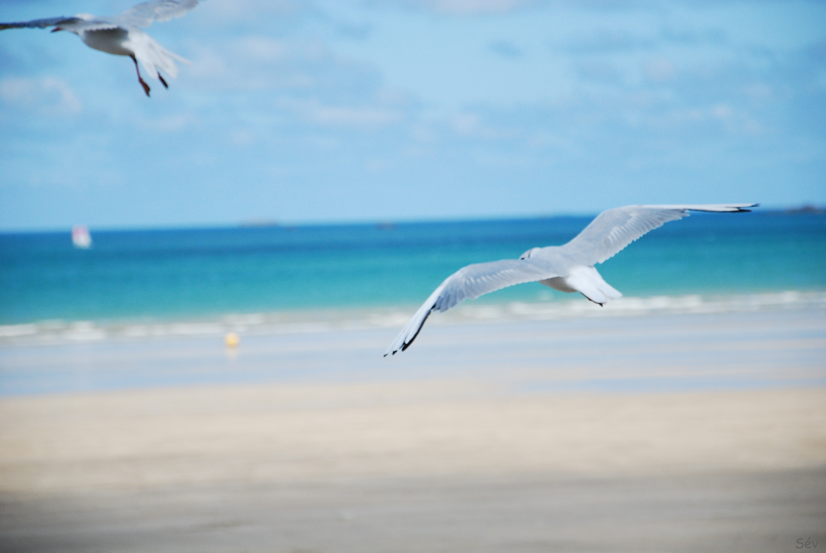 Mouette