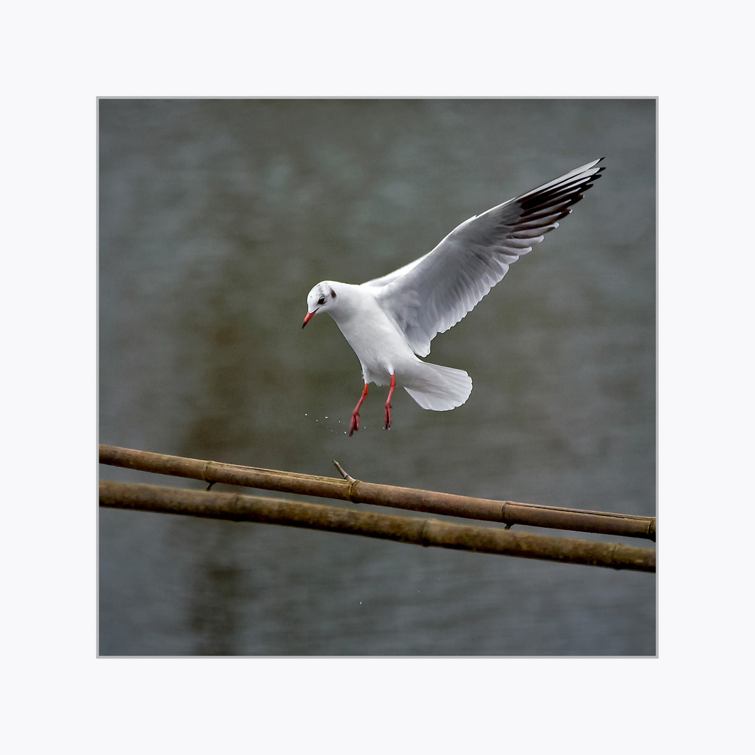 Mouette 1