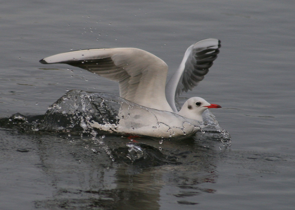 Mouette