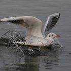 Mouette