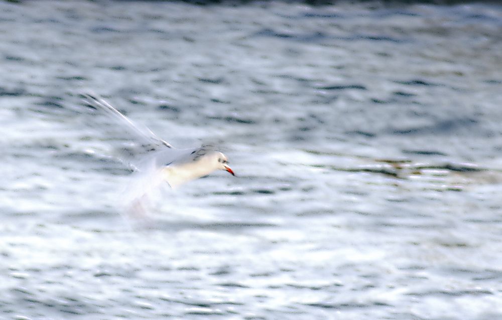 mouette de Lanniaux Michel