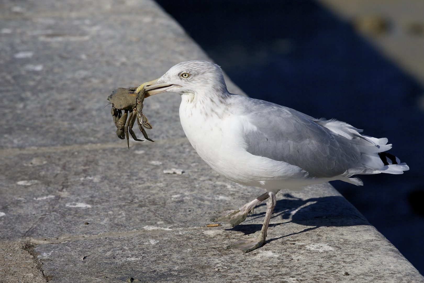 mouette