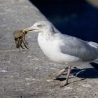 mouette