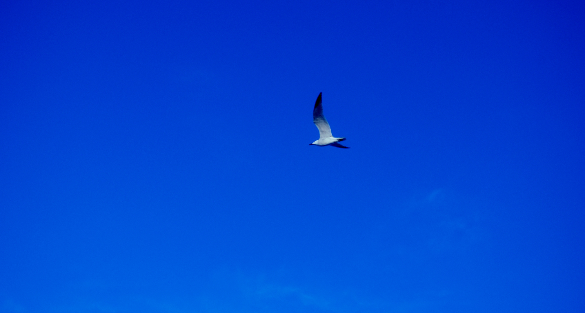 Mouette