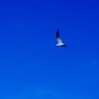 Mouette