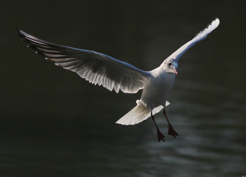 Mouette #2