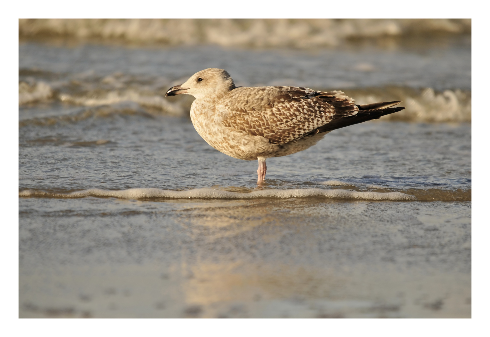 Mouette .2