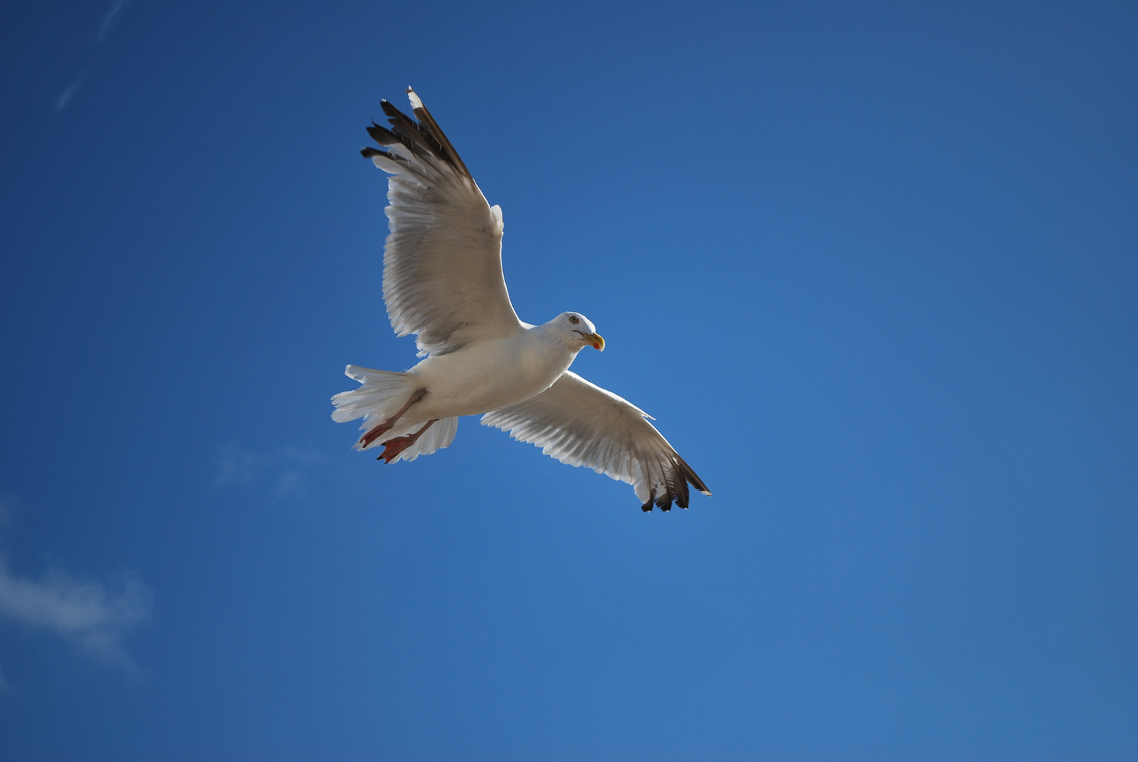 Mouette 2