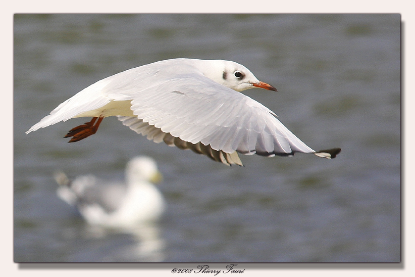 Mouette -2