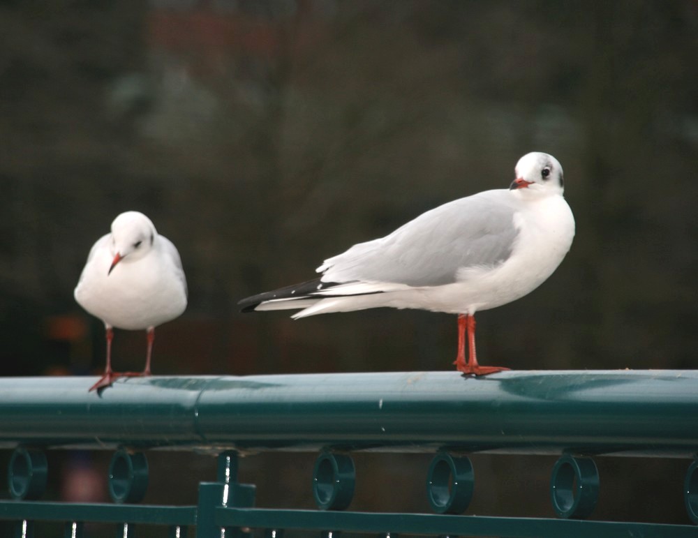 mouette