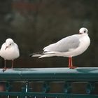 mouette